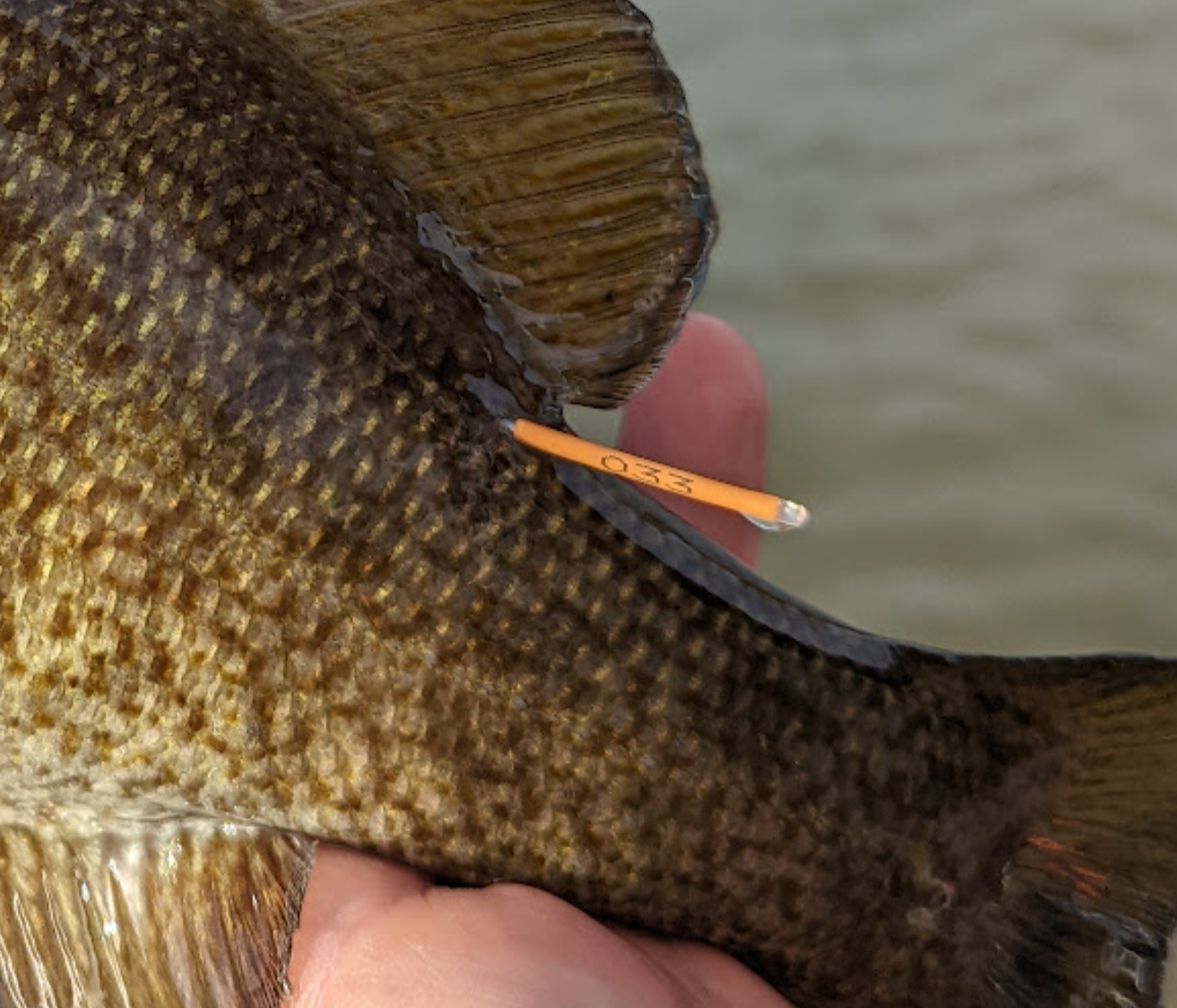 Smallmouth with orange tag